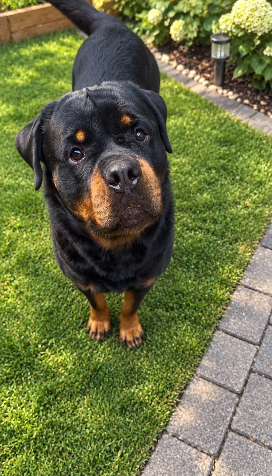 Pluto, male young Rottweiler for adoption at Tierheim Ulm, Ulm