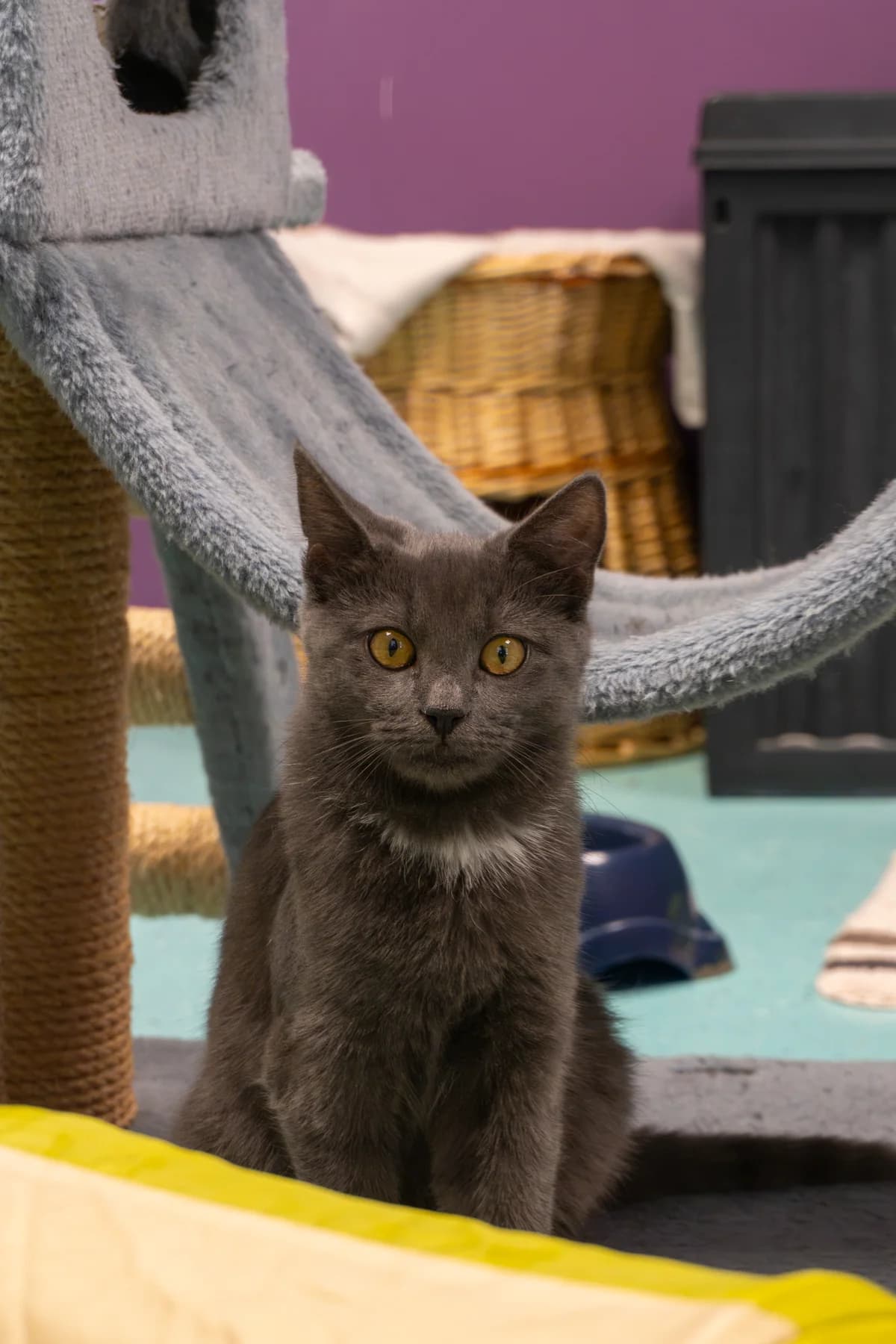 Rene, puppy European Shorthair for adoption at Tierheim Ulm, Ulm