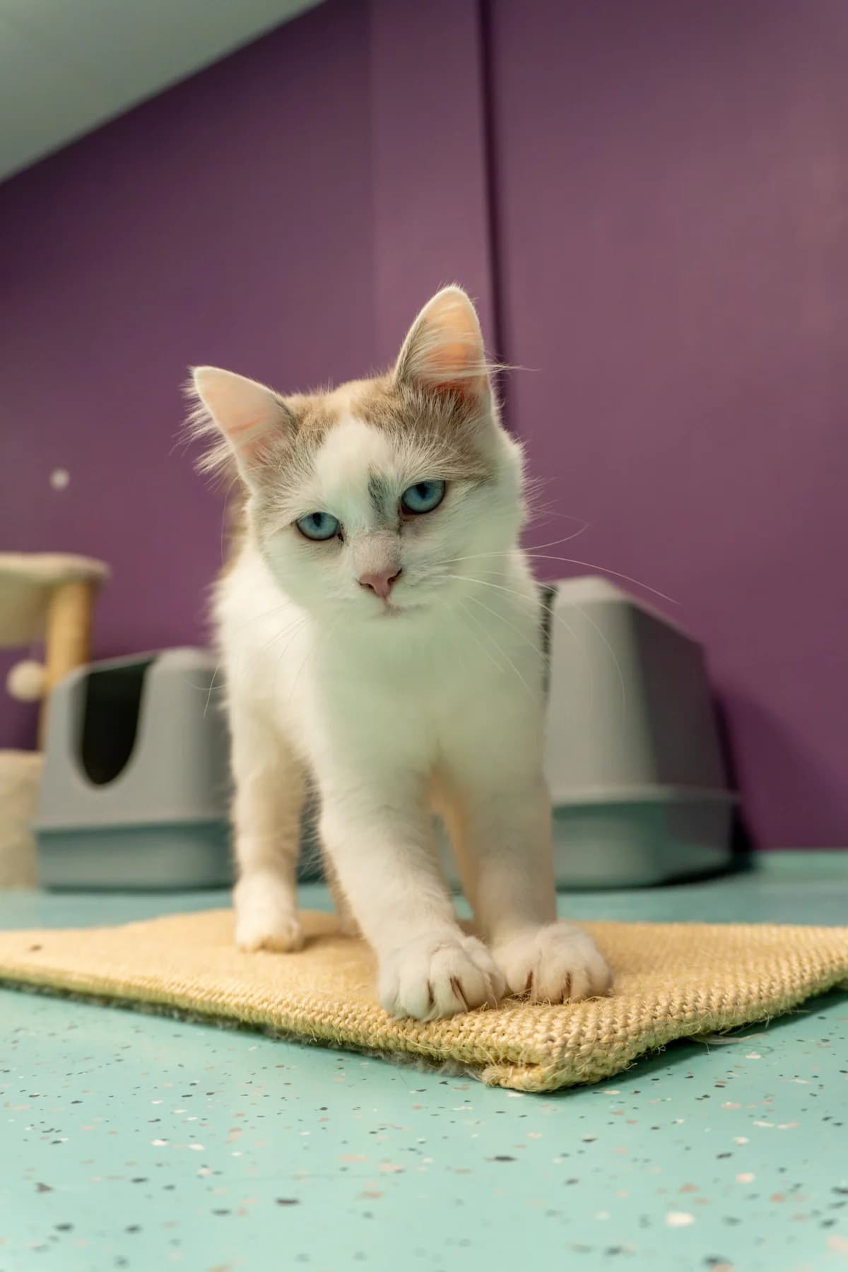Rosalie, female European Shorthair for adoption at Tierheim Ulm, Ulm