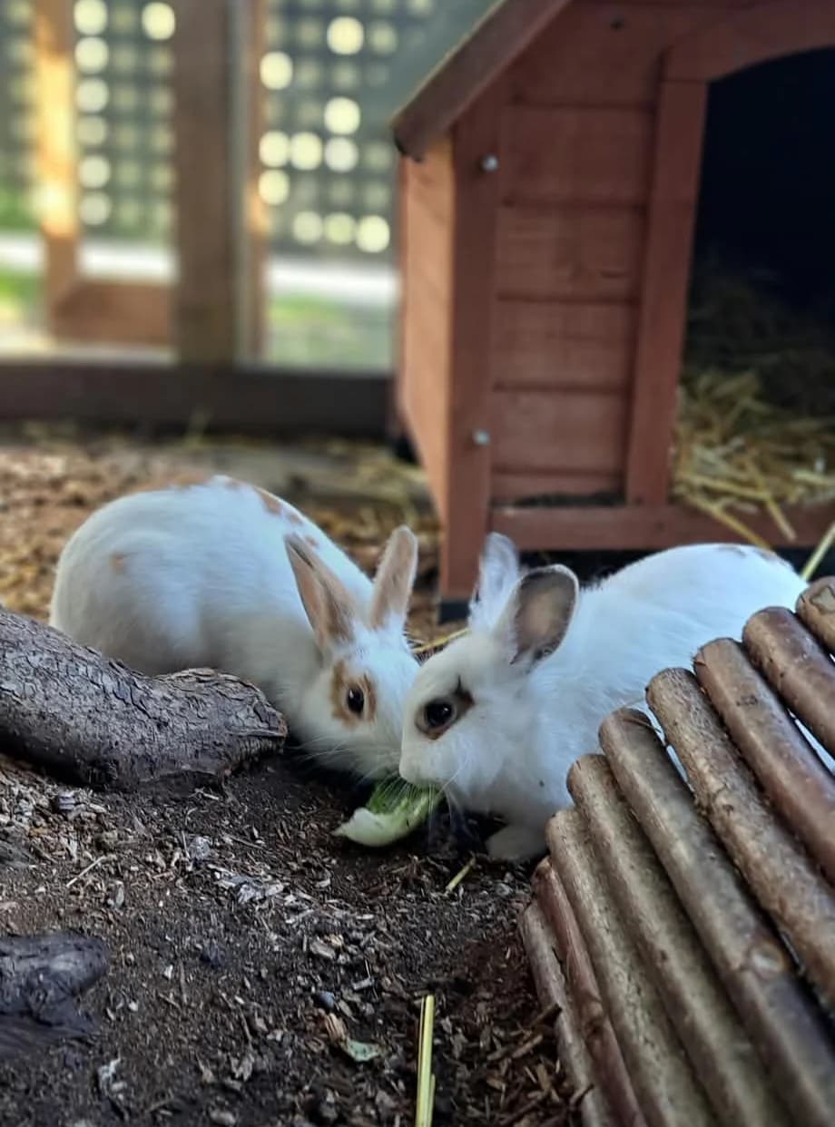 SHARON und OZZY, male mixed breed for adoption at Tierheim Ulm, Ulm