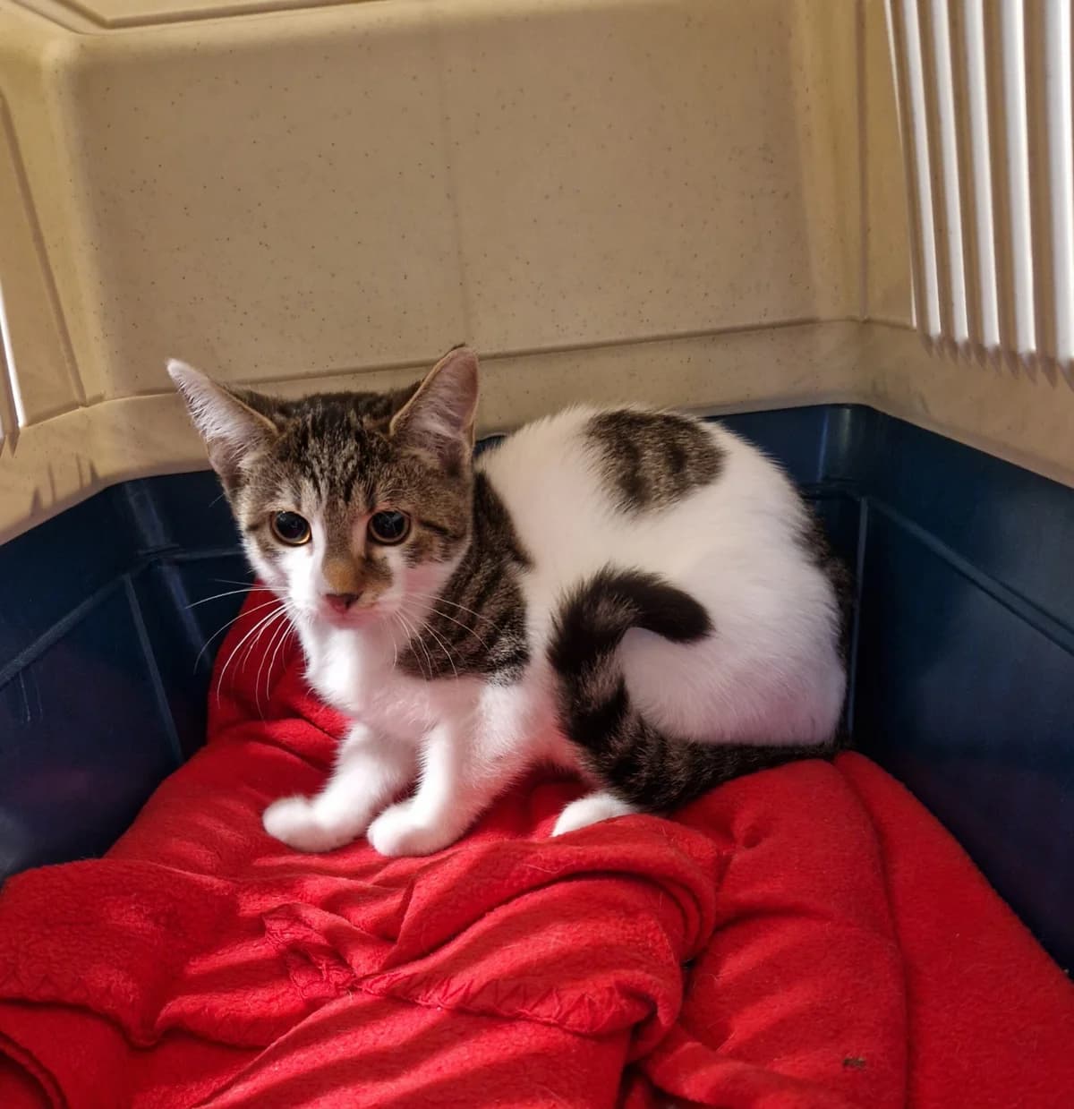 Spiderman, male puppy European Shorthair for adoption at Tierheim Ulm, Ulm