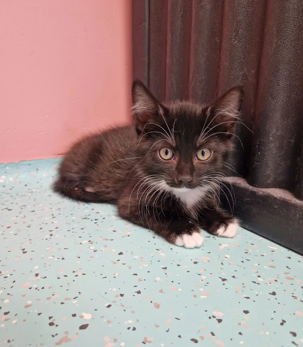 Swea, female puppy European Shorthair for adoption at Tierheim Ulm, Ulm