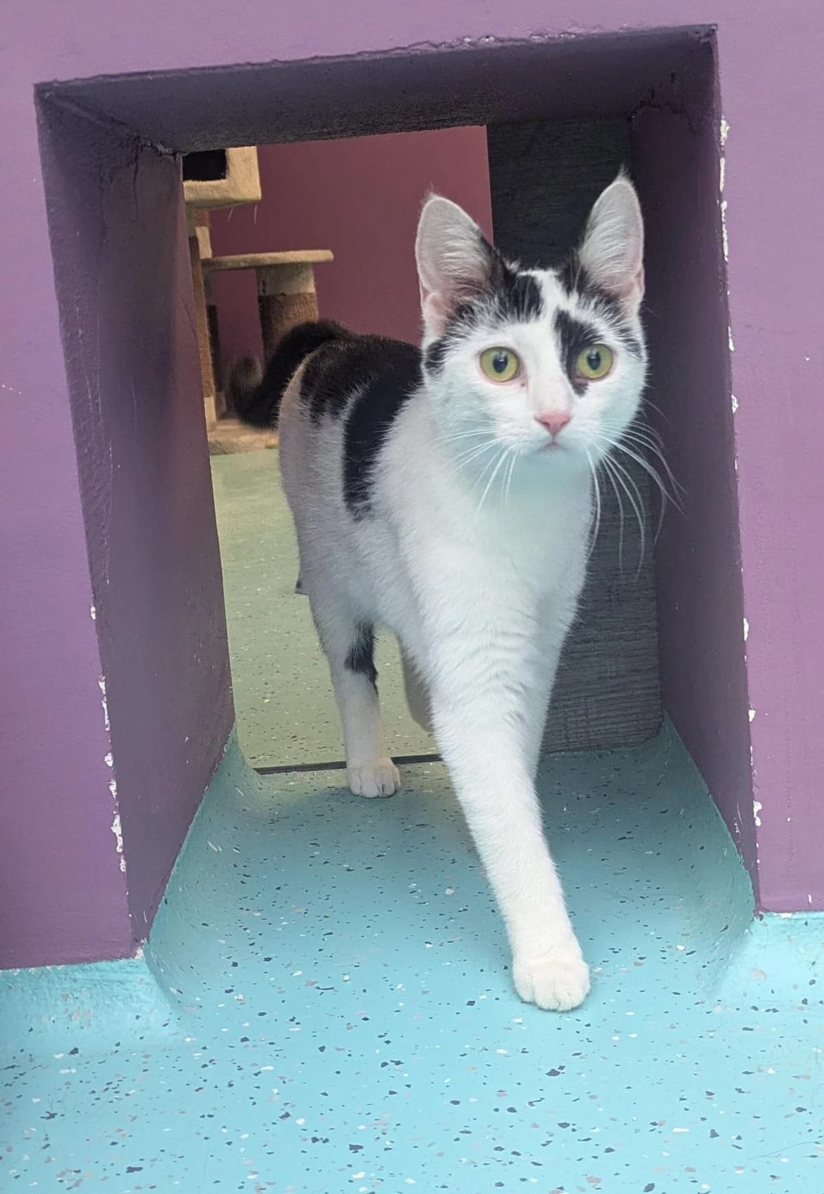Tequila, female puppy European Shorthair for adoption at Tierheim Ulm, Ulm