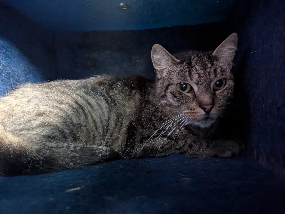 Tigerle, male 4yo European Shorthair for adoption at Tierheim Ulm, Ulm
