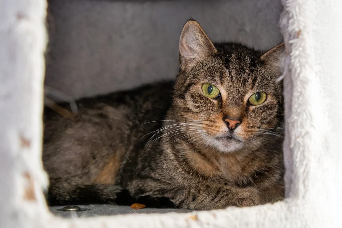 Tigerle, male 4yo European Shorthair for adoption at Tierheim Ulm, Ulm