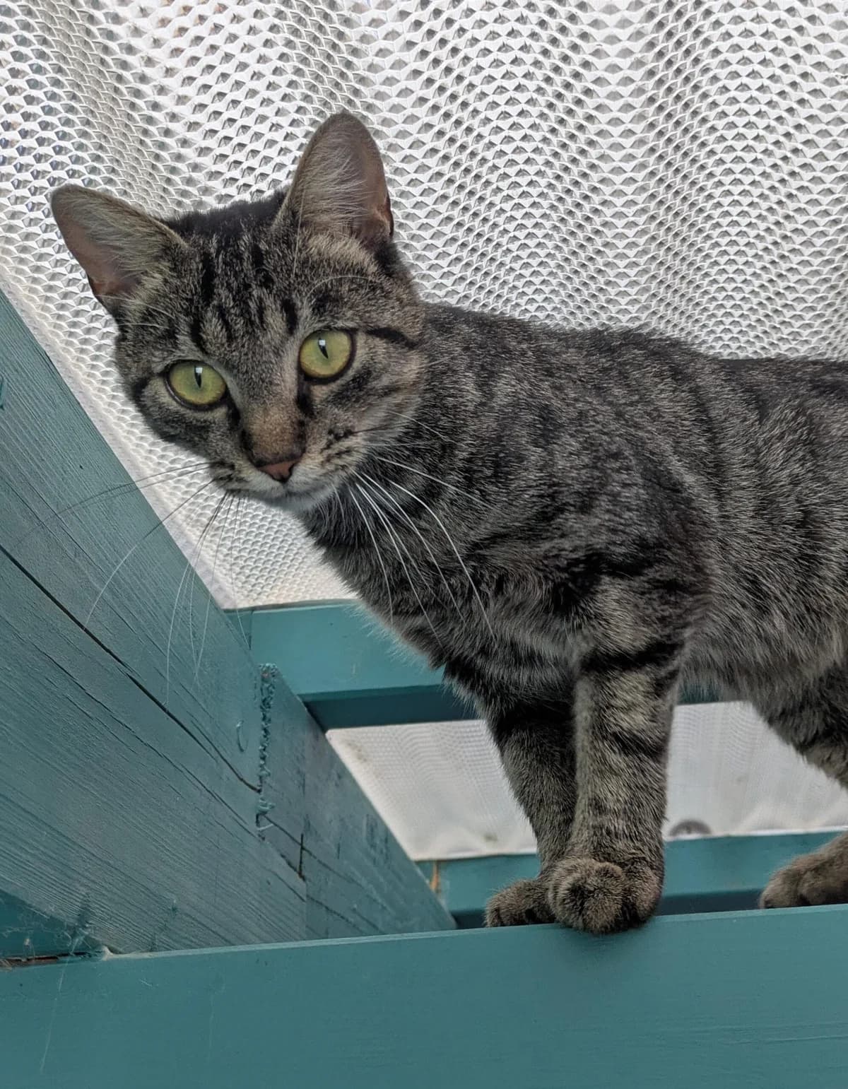 Milena, female European Shorthair for adoption at Tierheim Ulm, Ulm