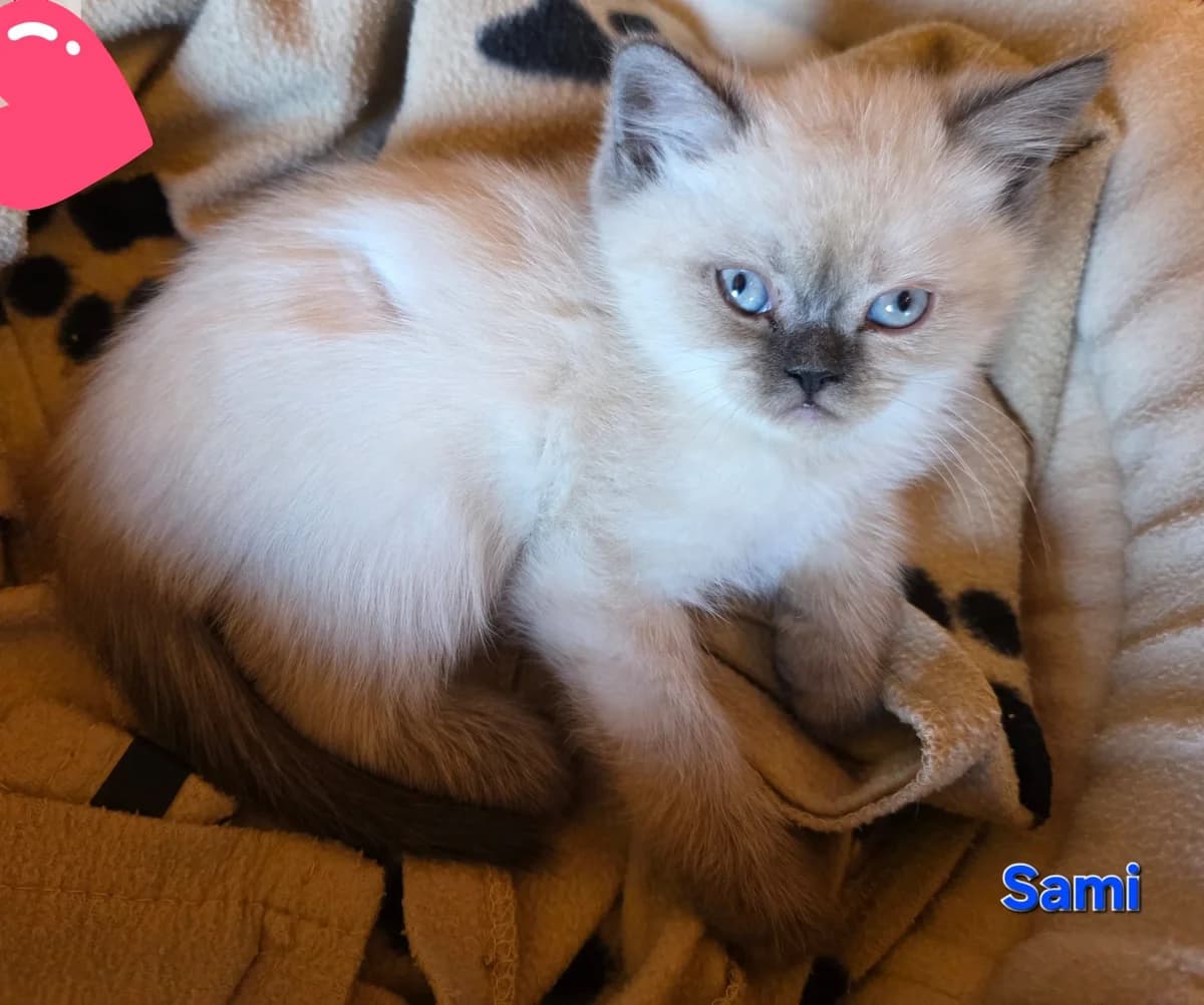 HOLLY und ZORRO, male puppy British Shorthair for adoption at Tierheim Ulm, Ulm