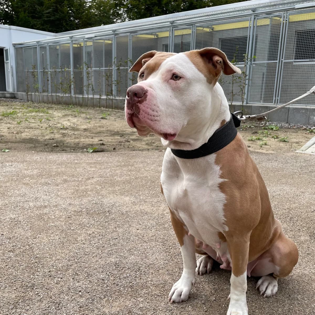 Meduza, female English Bulldog for adoption at Tierheim und Tierschutz Recklinghausen e.V., Recklinghausen