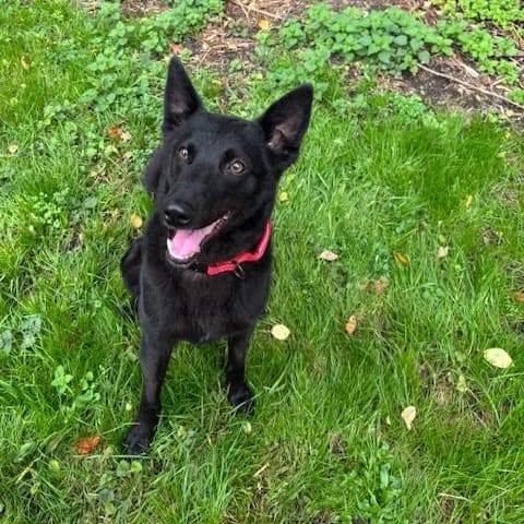 Peppi, male mixed breed for adoption at Tierheim und Tierschutz Recklinghausen e.V., Recklinghausen