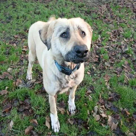 Hannah, female Kangal for adoption at Tierheim und Tierschutz Recklinghausen e.V., Recklinghausen