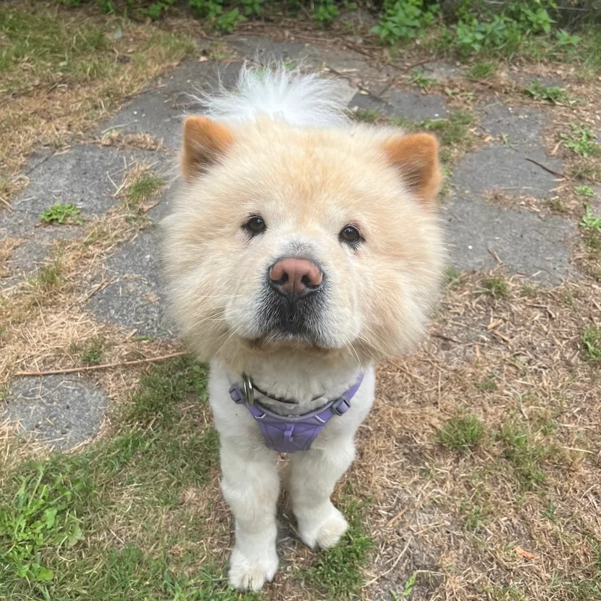 Buddy, male 5yo mixed breed for adoption at Tierheim und Tierschutz Recklinghausen e.V., Recklinghausen