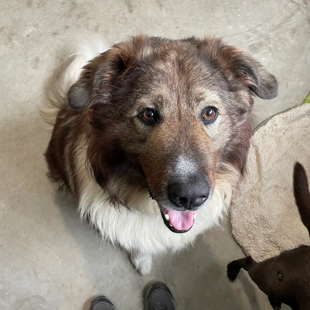 Balu, male 6yo mixed breed for adoption at Tierheim und Tierschutz Recklinghausen e.V., Recklinghausen