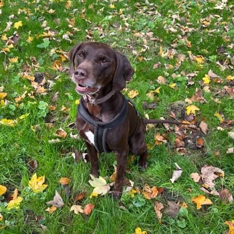 Chuck, male Labrador Retriever for adoption at Tierheim und Tierschutz Recklinghausen e.V., Recklinghausen