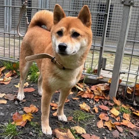 Susann, female Shiba Inu for adoption at Tierheim und Tierschutz Recklinghausen e.V., Recklinghausen