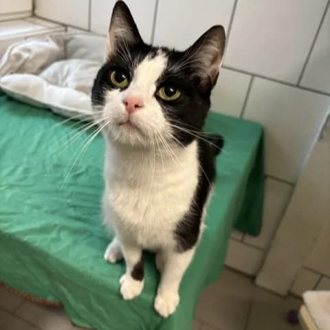Pinja, female 3yo Mixed Breed for adoption at Tierheim und Tierschutz Recklinghausen e.V., Recklinghausen