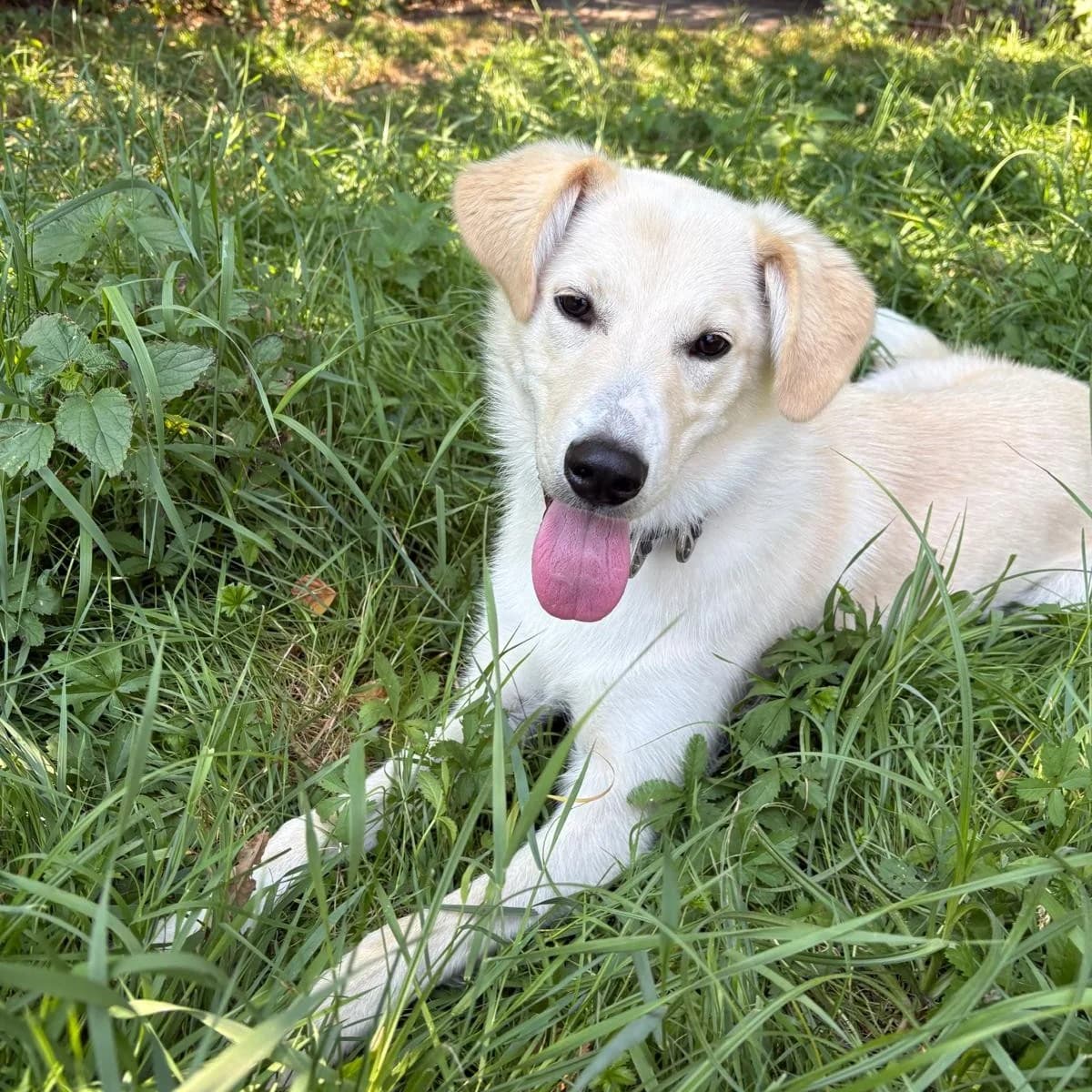 Romina, female mixed breed for adoption at Tierheim und Tierschutz Recklinghausen e.V., Recklinghausen