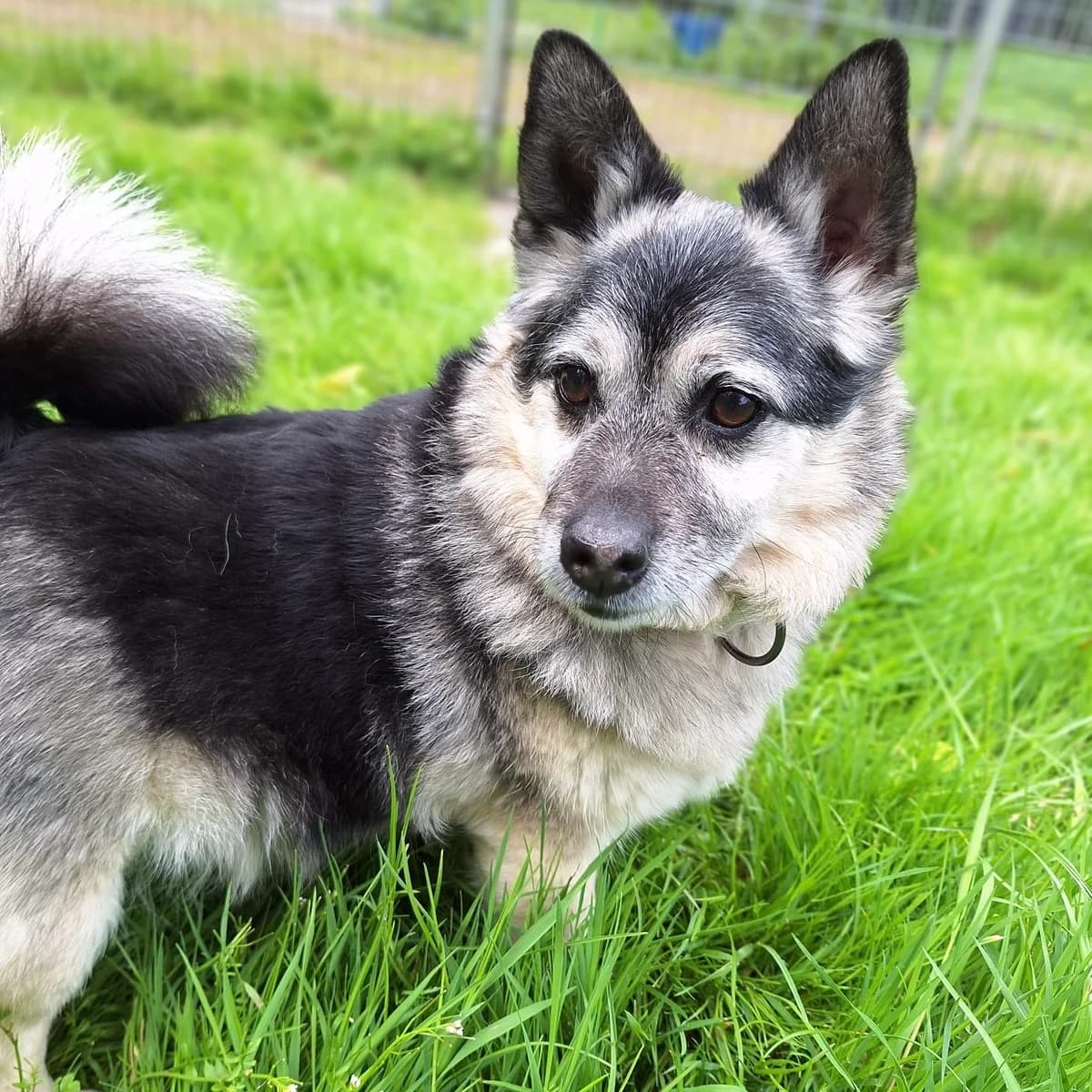 Olli, male senior mixed breed for adoption at Tierheim und Tierschutz Recklinghausen e.V., Recklinghausen