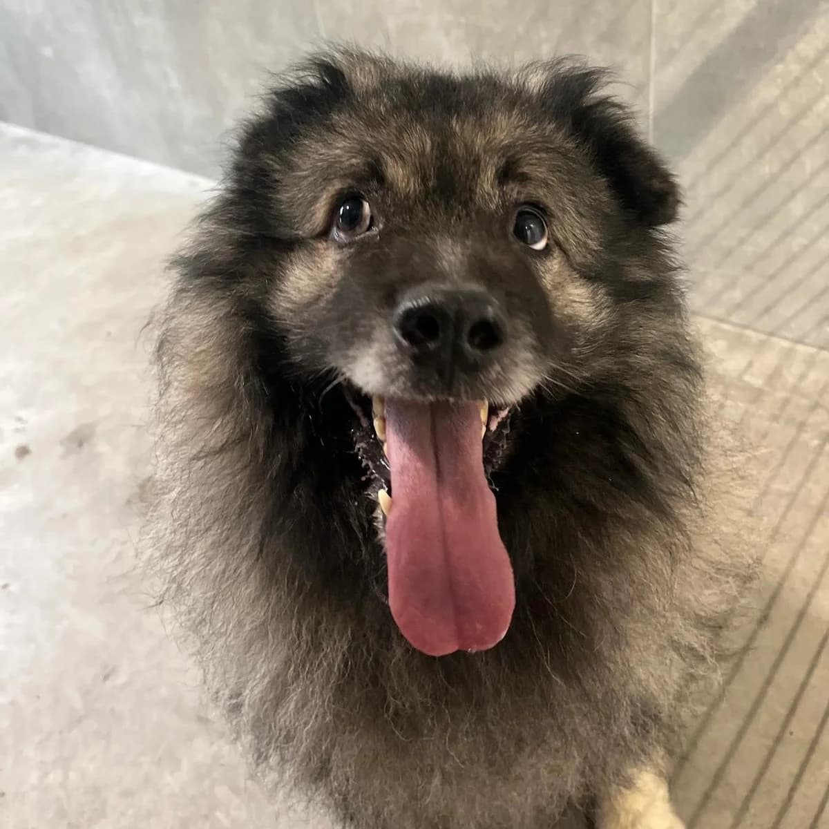 Tyron, male 7yo mixed breed for adoption at Tierheim und Tierschutz Recklinghausen e.V., Recklinghausen