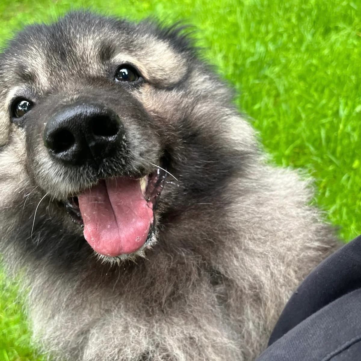 Louis, male 7yo mixed breed for adoption at Tierheim und Tierschutz Recklinghausen e.V., Recklinghausen