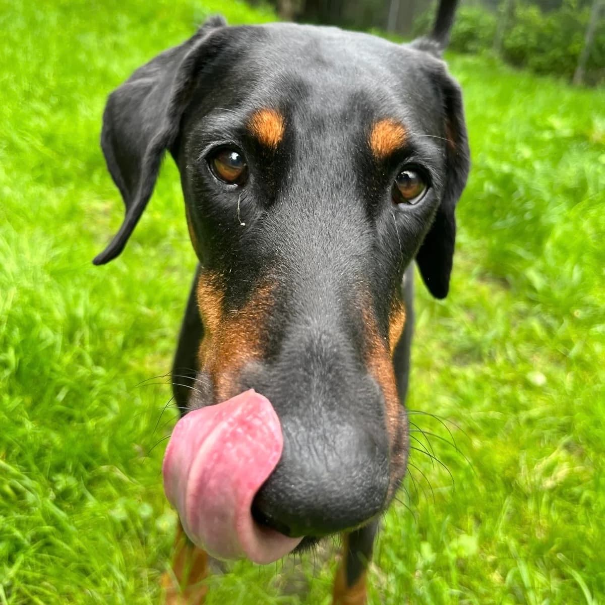 Abby, female senior Doberman for adoption at Tierheim und Tierschutz Recklinghausen e.V., Recklinghausen