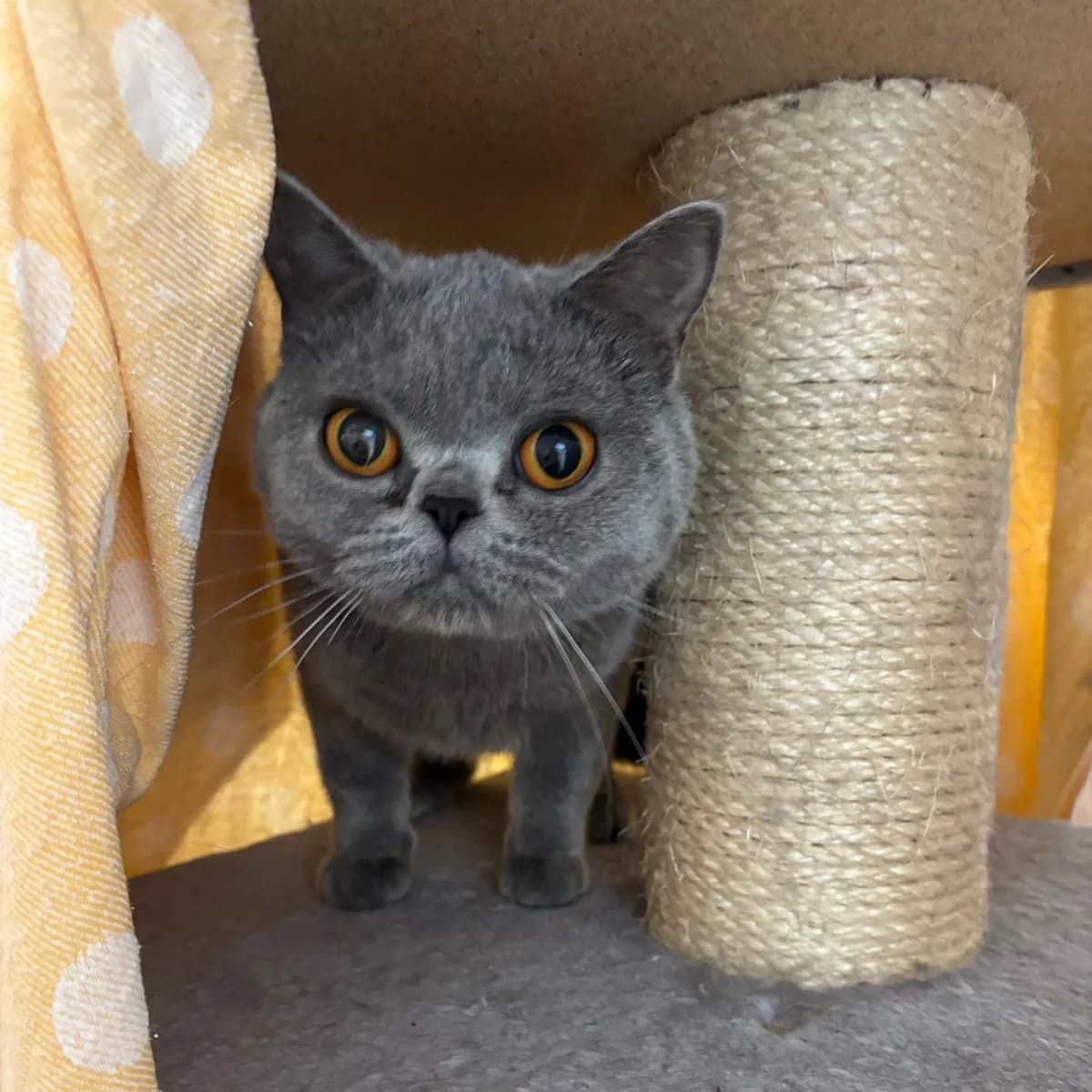 Miyagi, female 3yo Mixed Breed for adoption at Tierheim und Tierschutz Recklinghausen e.V., Recklinghausen