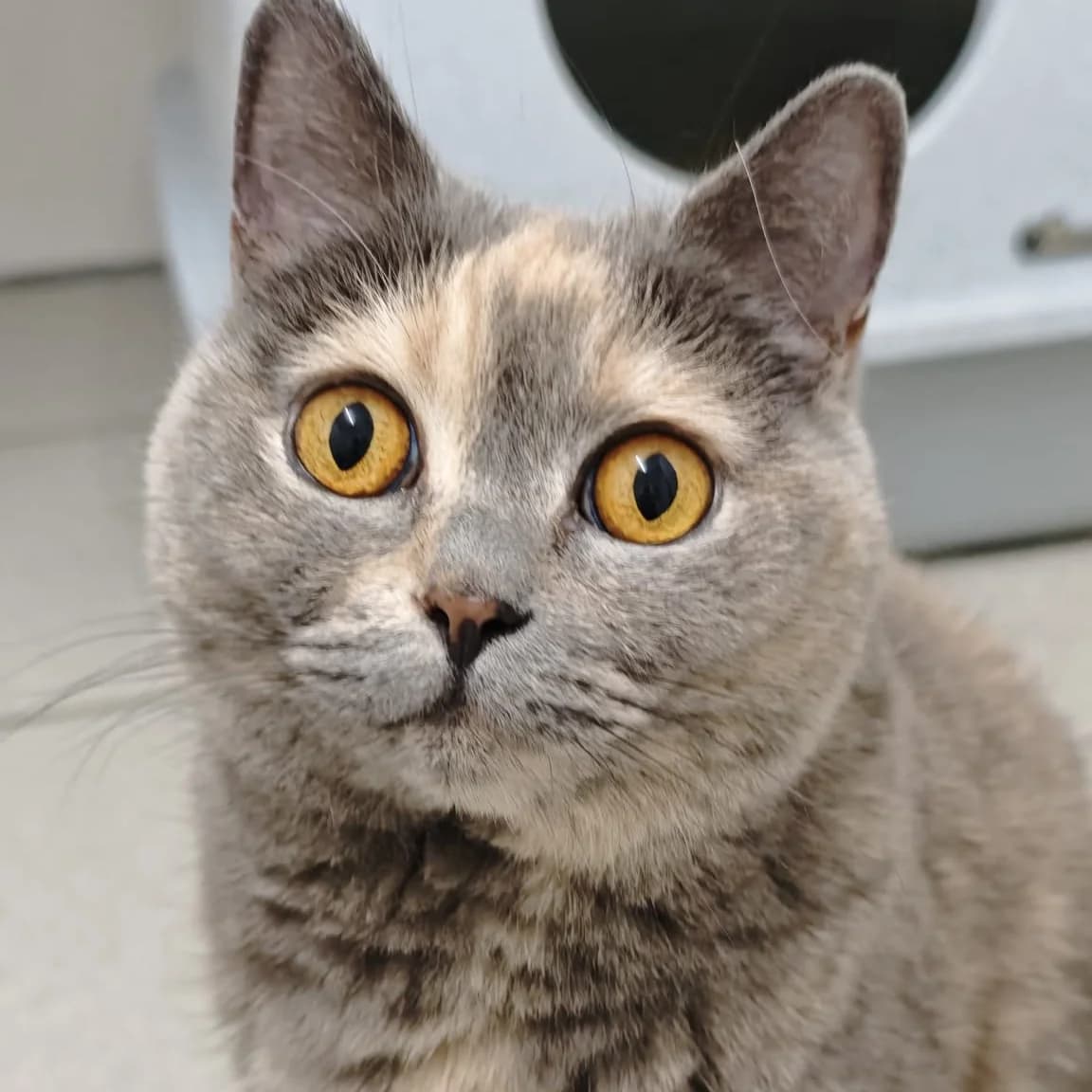 Frieda, female 6yo Mixed Breed for adoption at Tierheim und Tierschutz Recklinghausen e.V., Recklinghausen