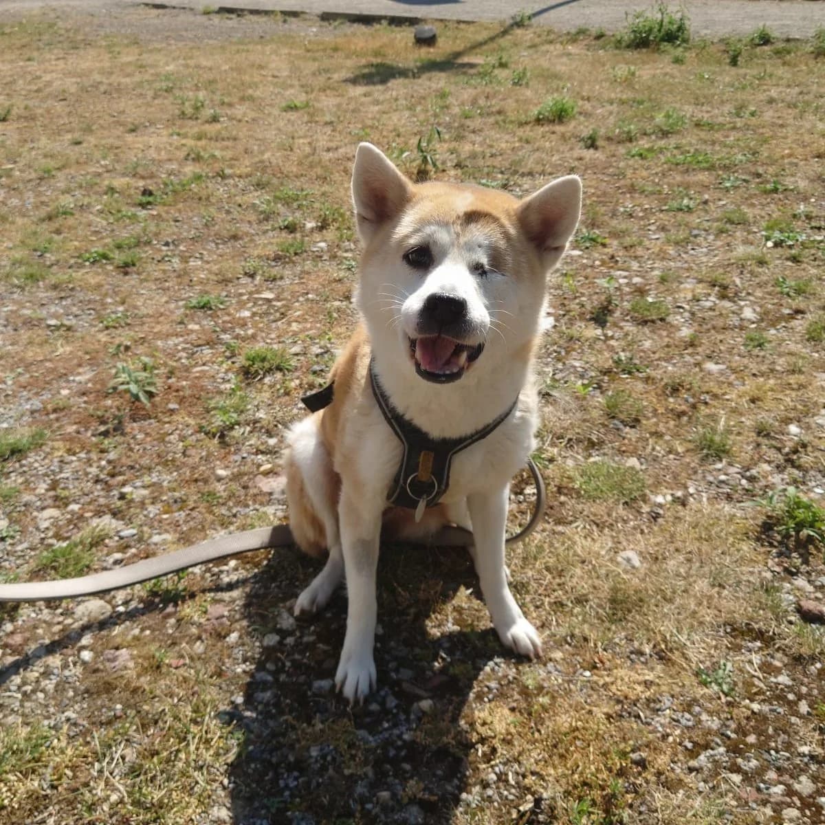 Shiva, female 7yo Shiba Inu for adoption at Tierheim und Tierschutz Recklinghausen e.V., Recklinghausen