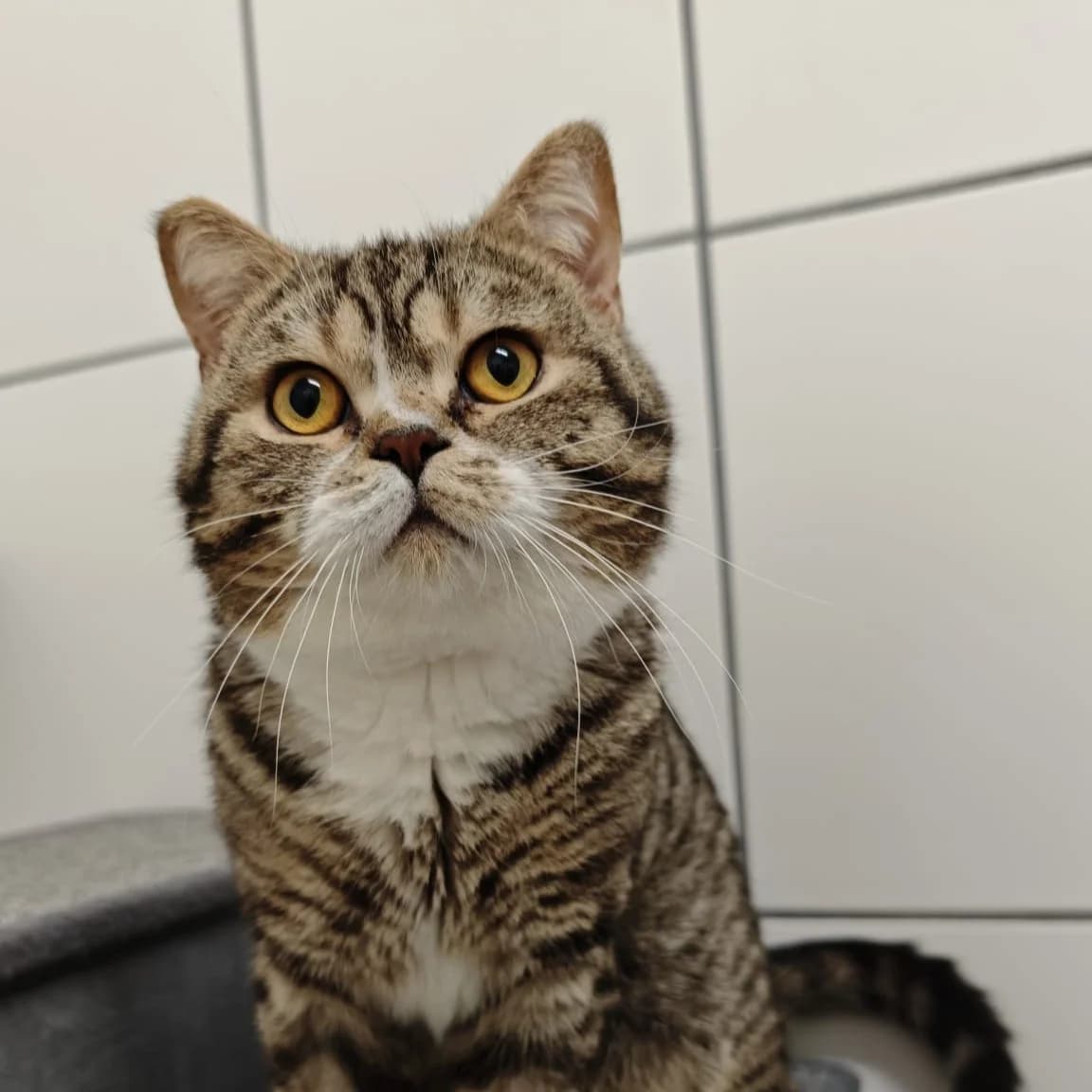 Stitch, male Mixed Breed for adoption at Tierheim und Tierschutz Recklinghausen e.V., Recklinghausen