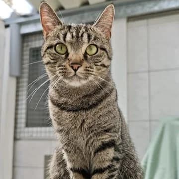 Juna, female Mixed Breed for adoption at Tierheim und Tierschutz Recklinghausen e.V., Recklinghausen