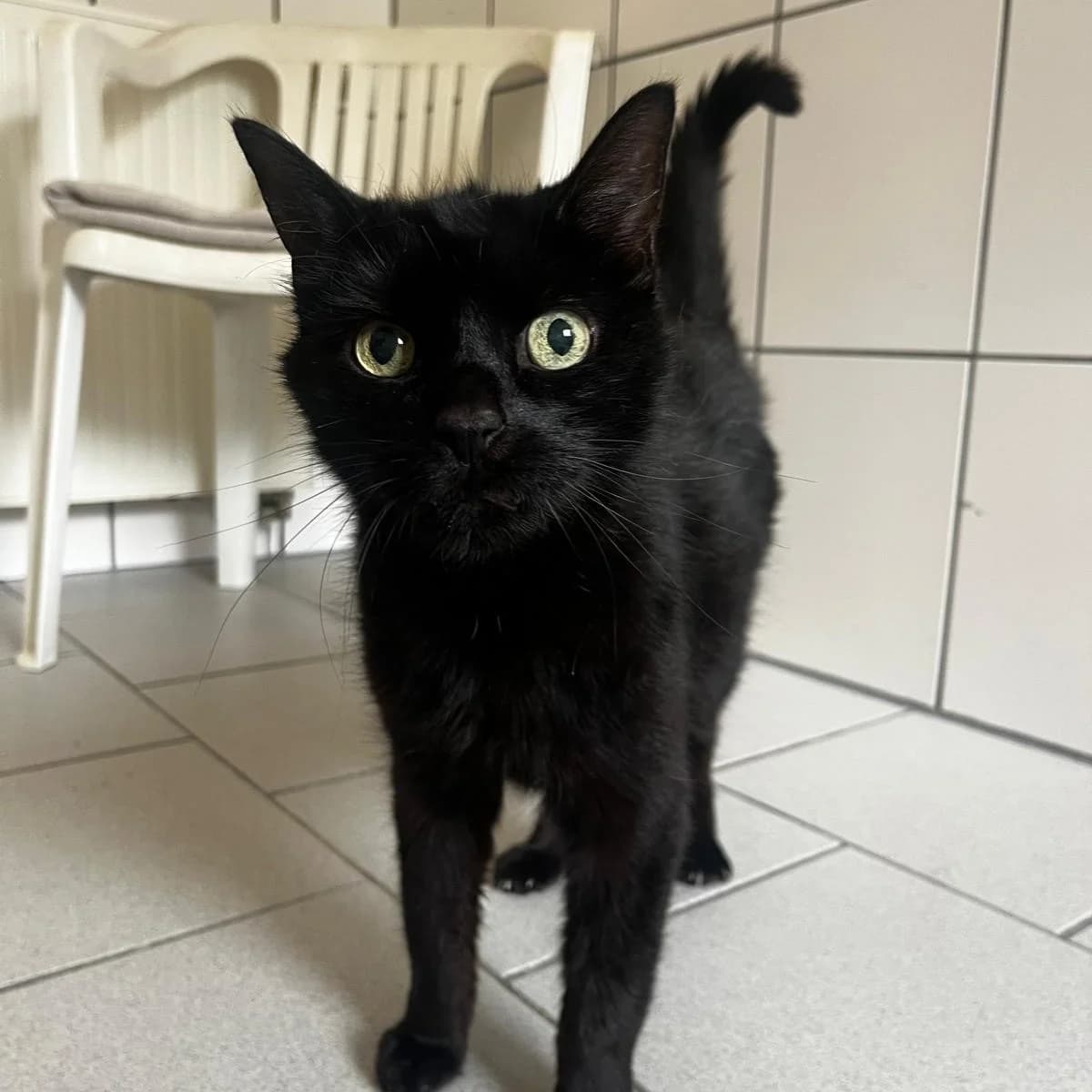 Blacky, male senior Mixed Breed for adoption at Tierheim und Tierschutz Recklinghausen e.V., Recklinghausen