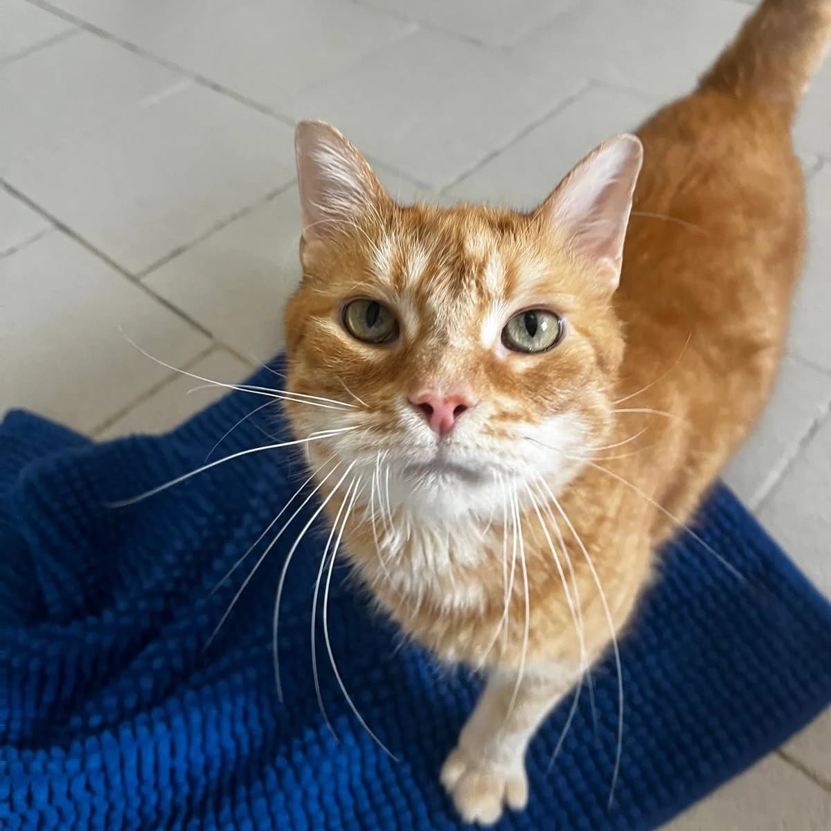 Junior, male Mixed Breed for adoption at Tierheim und Tierschutz Recklinghausen e.V., Recklinghausen