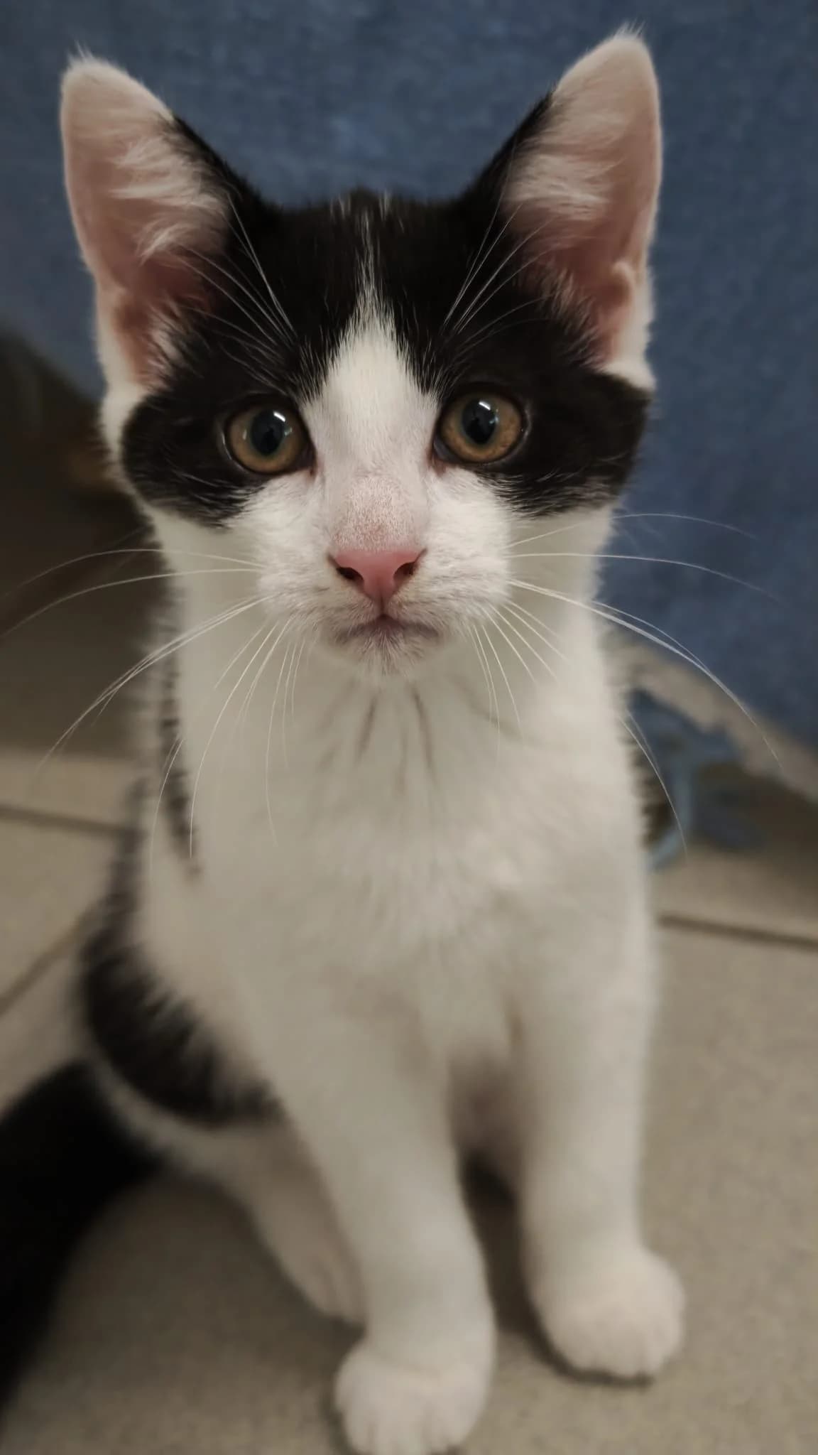 Niko, female Mixed Breed for adoption at Tierheim und Tierschutz Recklinghausen e.V., Recklinghausen