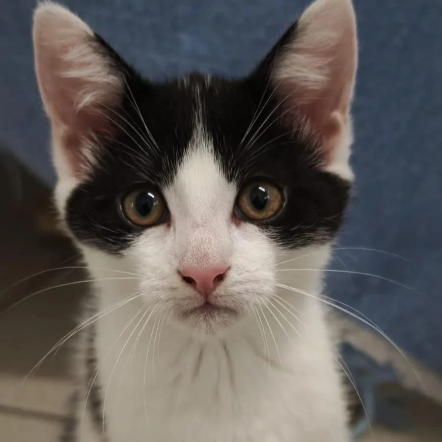 Niko, female Mixed Breed for adoption at Tierheim und Tierschutz Recklinghausen e.V., Recklinghausen