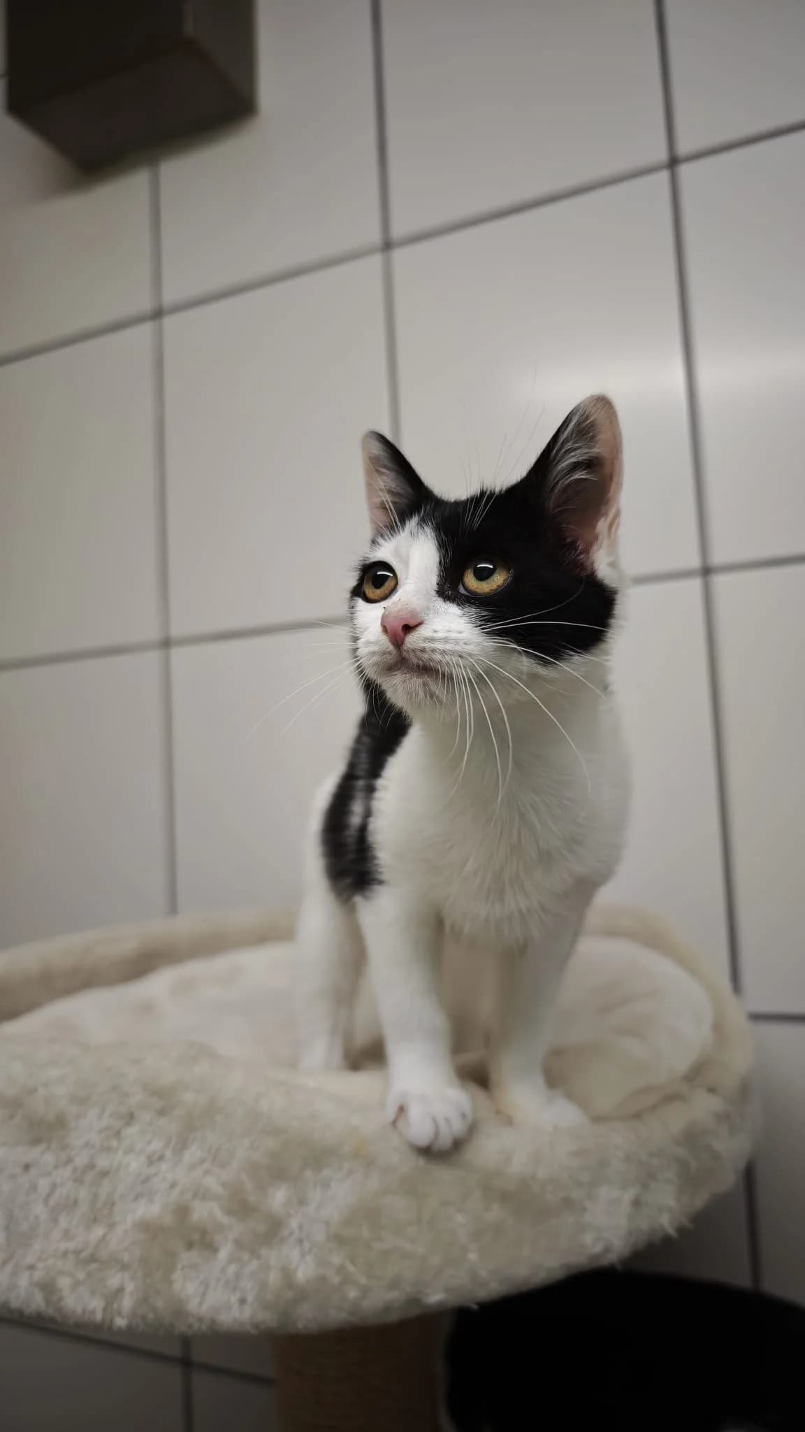 Shio, female Mixed Breed for adoption at Tierheim und Tierschutz Recklinghausen e.V., Recklinghausen