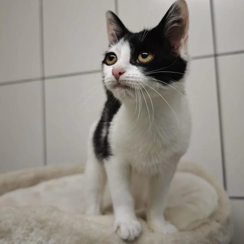 Shio, female Mixed Breed for adoption at Tierheim und Tierschutz Recklinghausen e.V., Recklinghausen