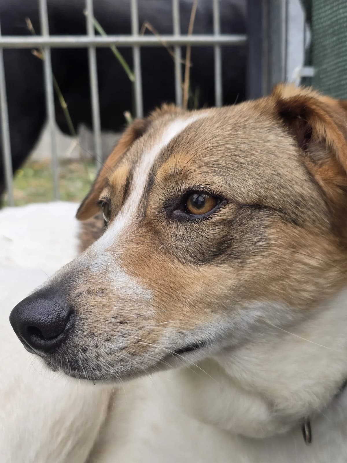 Haven, 4yo Mixed Breed for adoption at Tierheim Vaihingen, Vaihingen an der Enz