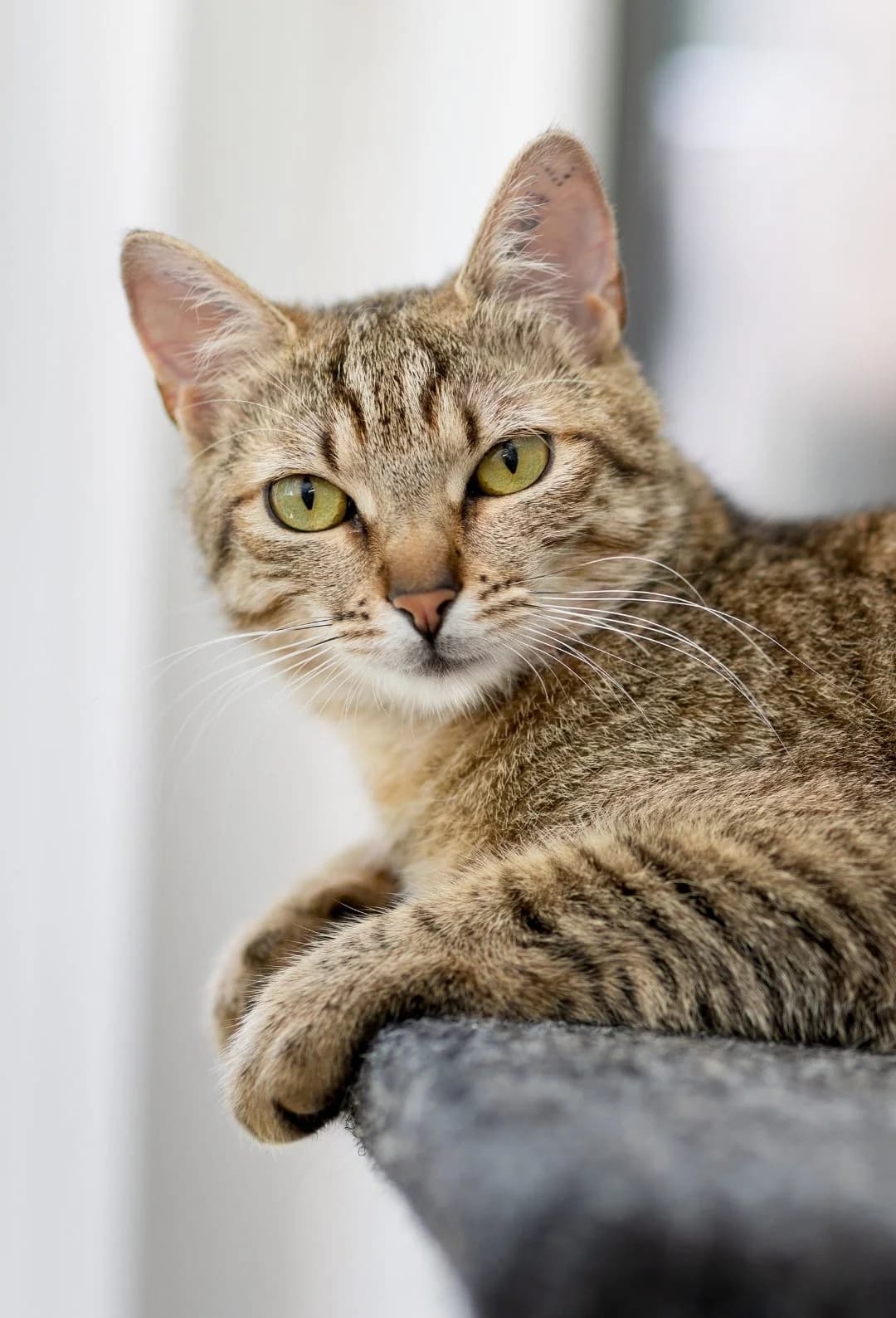 Bastet und Berenice, Mixed Breed for adoption at Tierheim Vaihingen, Vaihingen an der Enz
