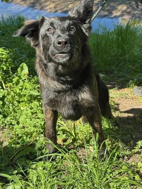 kleine Puma Privatvermittlung, puppy Mixed Breed for adoption at Tierheim Vaihingen, Vaihingen an der Enz