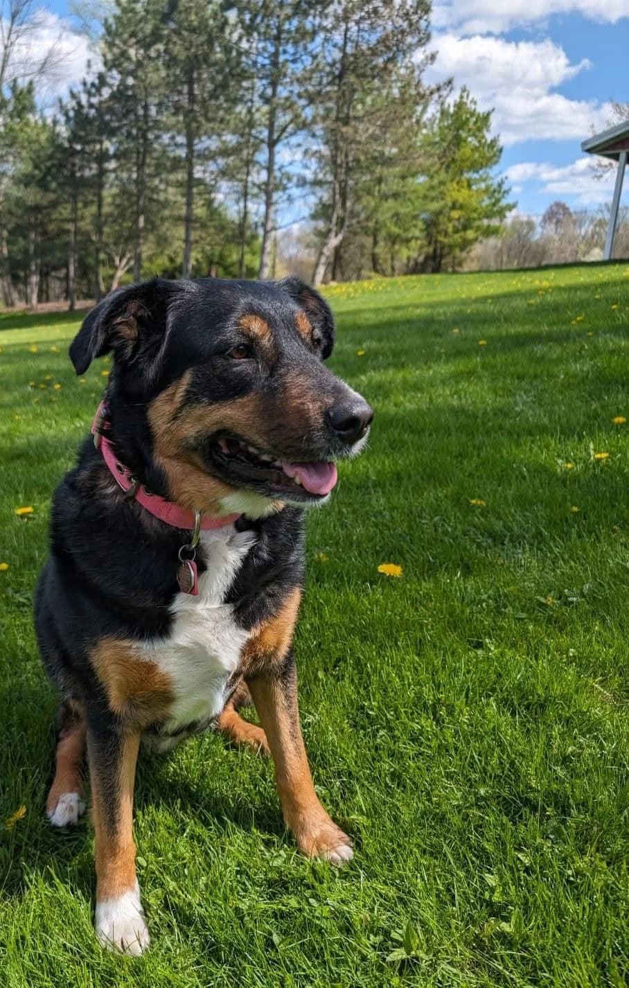 Luna –, female Mixed Breed for adoption at Tierheim Vaihingen, Vaihingen an der Enz