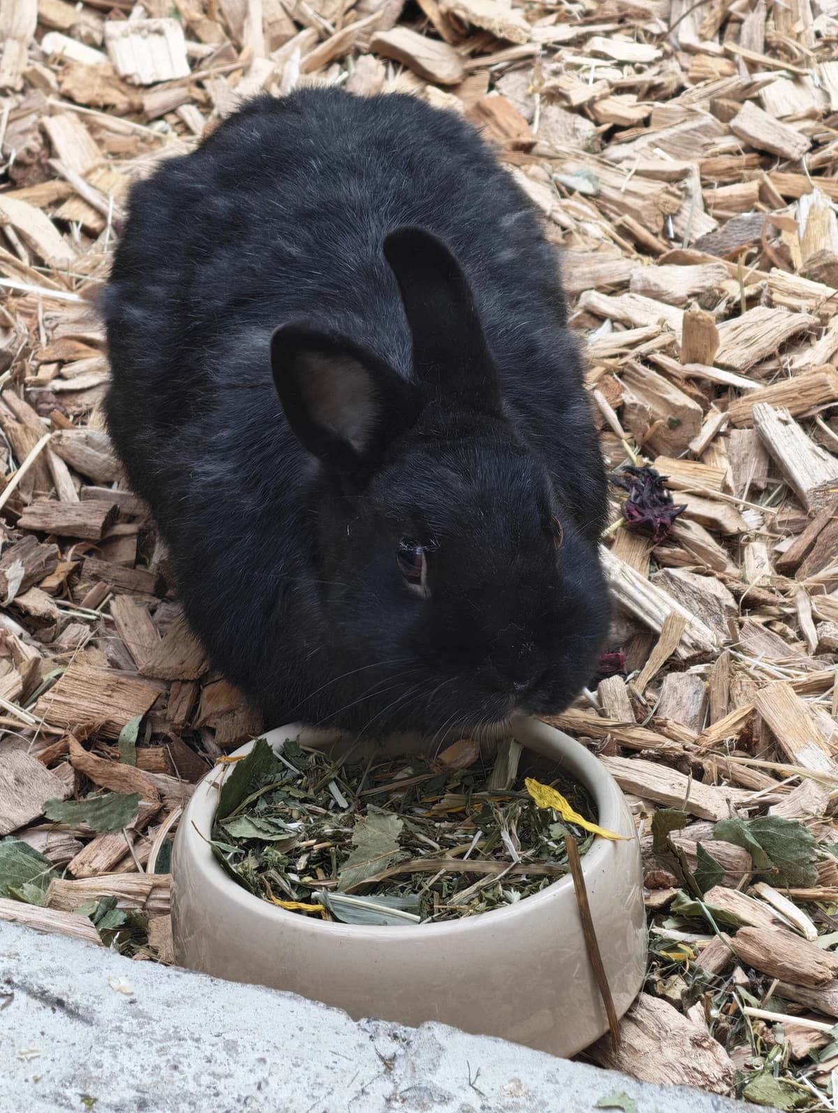 Thorsten, male young Mixed Breed for adoption at Tierheim Vaihingen, Vaihingen an der Enz