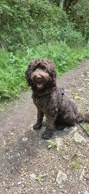 Bodhi –, mixed breed for adoption at Tierheim Vaihingen, Vaihingen an der Enz
