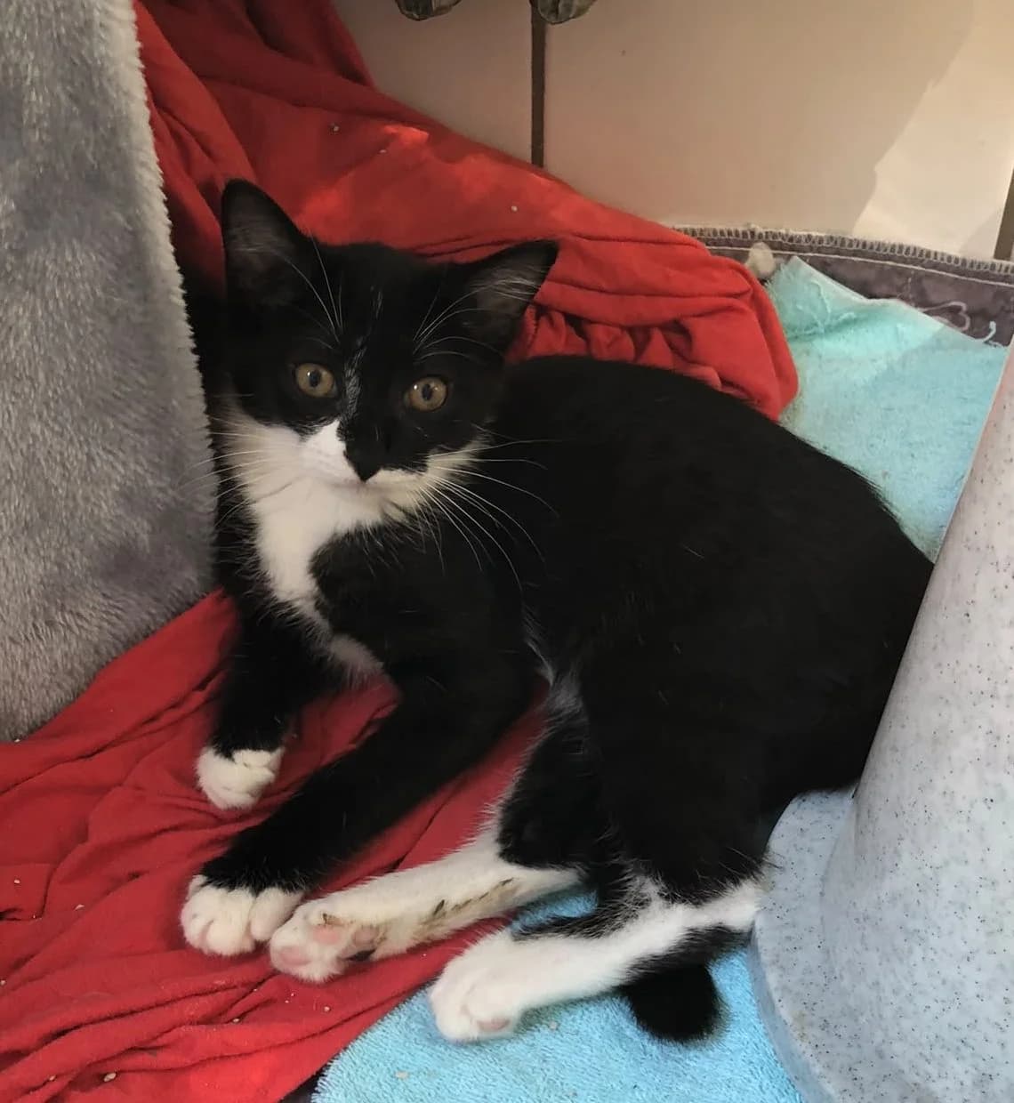 C und H Kitten, puppy Mixed Breed for adoption at Tierheim Vaihingen, Vaihingen an der Enz