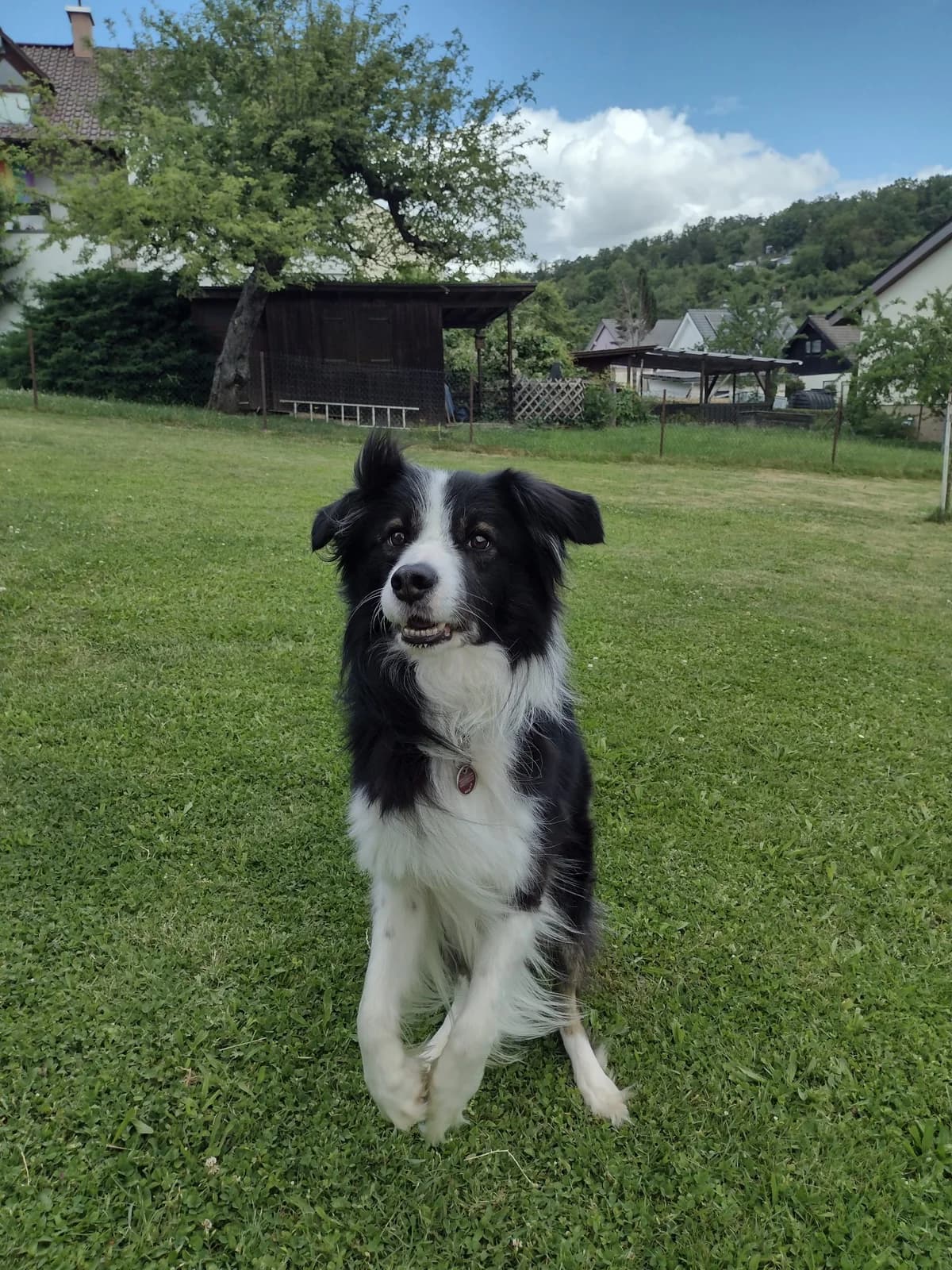 Sky –, male 4yo Mixed Breed for adoption at Tierheim Vaihingen, Vaihingen an der Enz