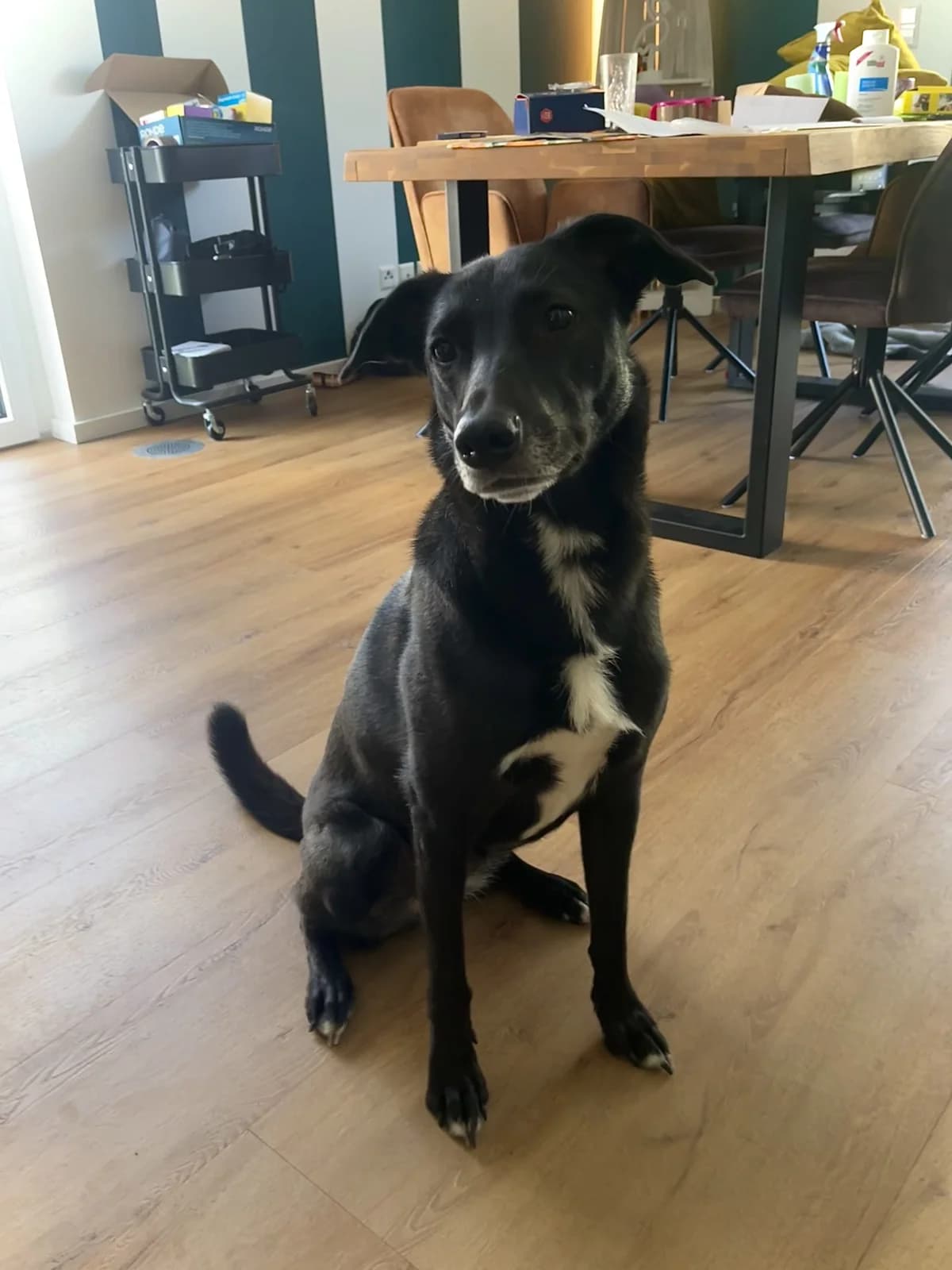 Kora –, female 3yo Mixed Breed for adoption at Tierheim Vaihingen, Vaihingen an der Enz