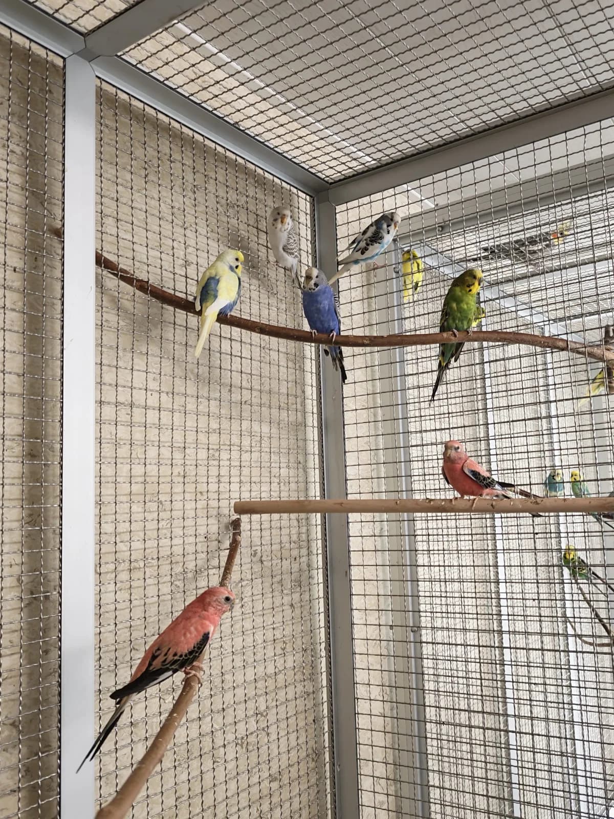 Wellensittiche, male senior Mixed Breed for adoption at Tierheim Vaihingen, Vaihingen an der Enz