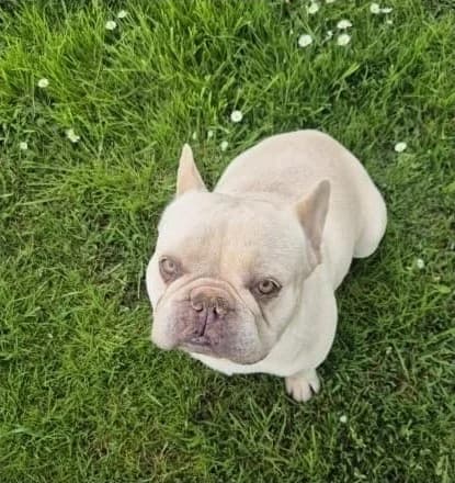 Lui – Privatvermittlung, male Mixed Breed for adoption at Tierheim Vaihingen, Vaihingen an der Enz