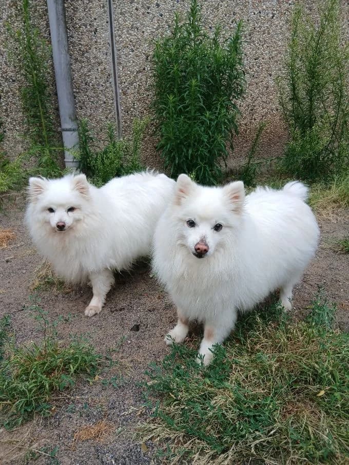Anki und Yenn, female senior mixed breed for adoption at Tierheim Velbert, Velbert