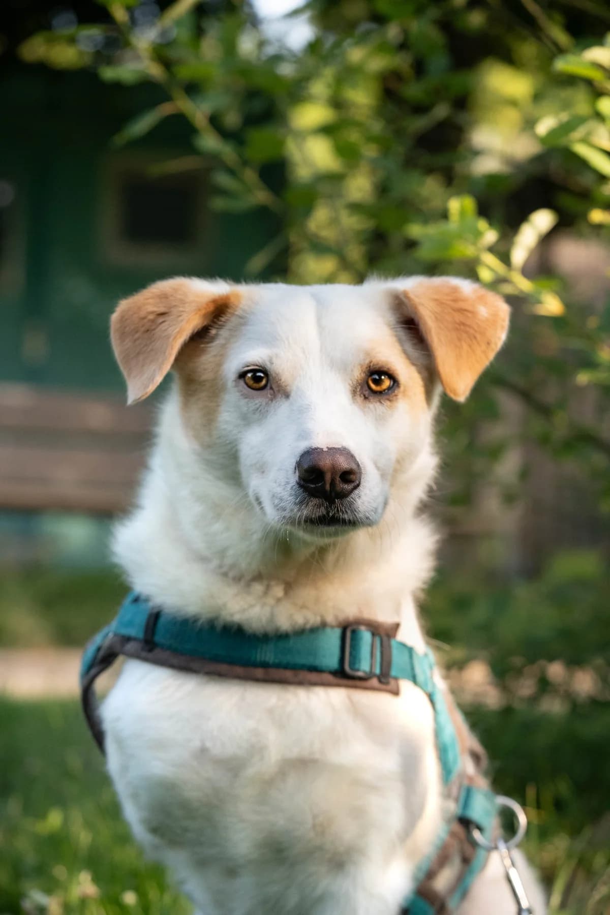 Balou, male 3yo Mixed Breed for adoption at Tierheim Velbert, Velbert