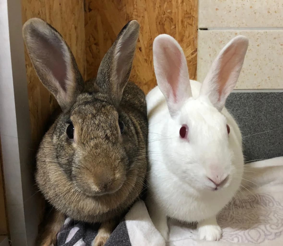 Bella, Flocke und Fips, weiß 6yo Mixed Breed for adoption at Tierheim Velbert, Velbert