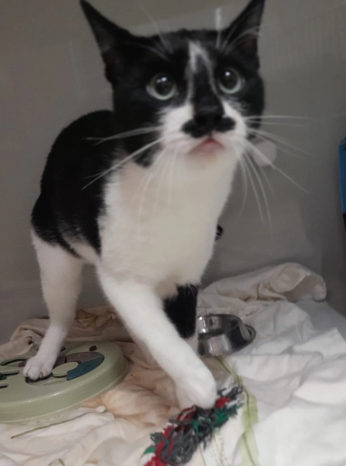 Fusilli, schwarz male 3yo European Shorthair for adoption at Tierheim Velbert, Velbert